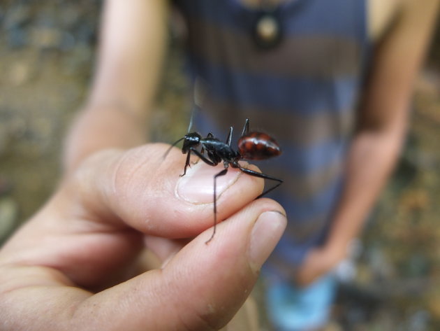 Grote mieren in de jungle van Sumatra