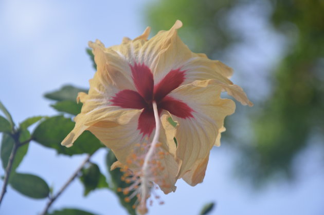 Een hibiscus bloem