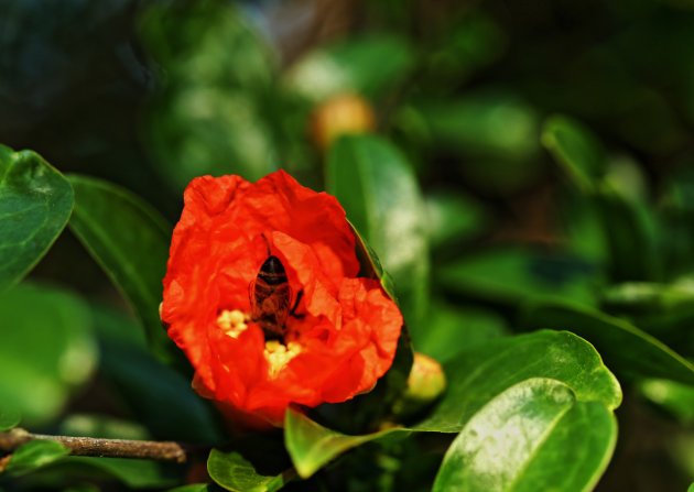 Granaatappel bloem