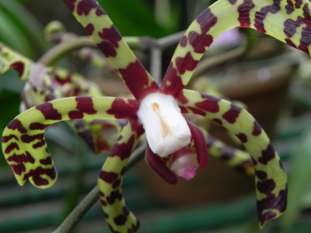 Spider orchidee