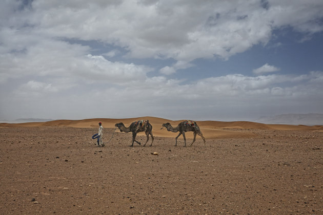 Kamelentochtjes in de woestijn