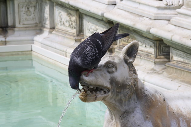 Dorstige duif in fontein