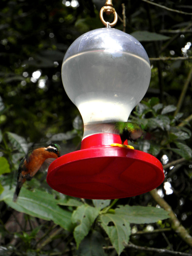 Kolibri in Costa Rica