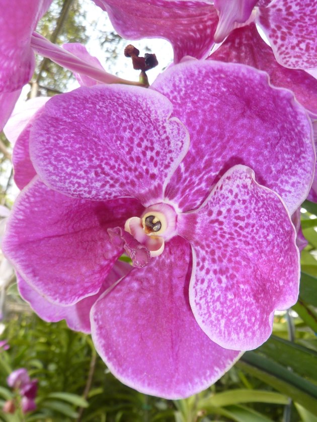 Goed ogende orchidee