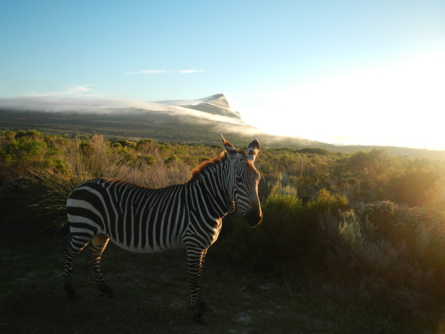 Sunrise zebra