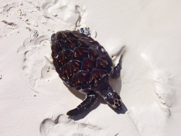 zeeschildpad op las Roques