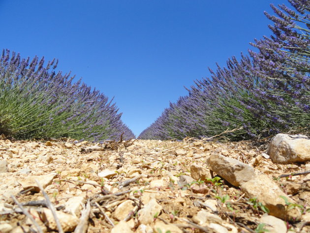 L'esprit de la Provence