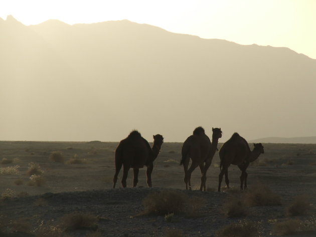 Camel sunrise