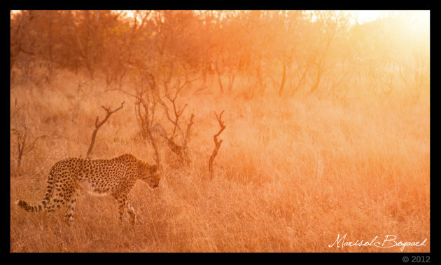 Cheetah in de ondergaande zon op de afrikaanse savanne