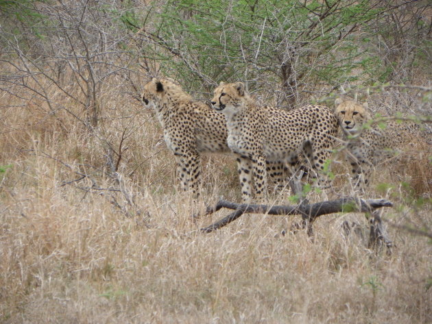 Cheeta's in Umfolozi national park