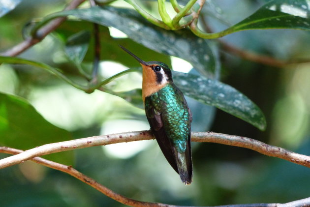kolibri - monteverde