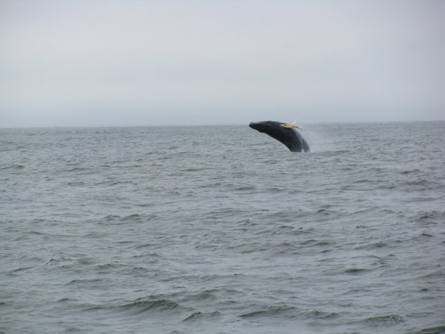 Springende walvis!