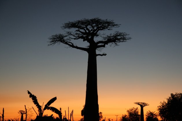 Avenue des Baobabs sunset