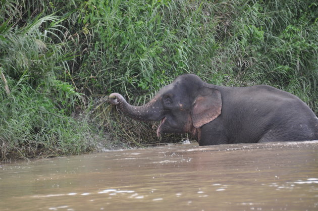 pigmee olifant in het water