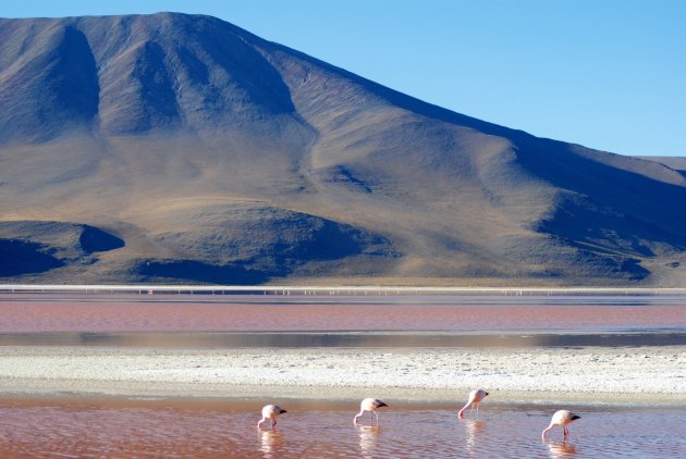 Flamingo's in Laguna Colorado 