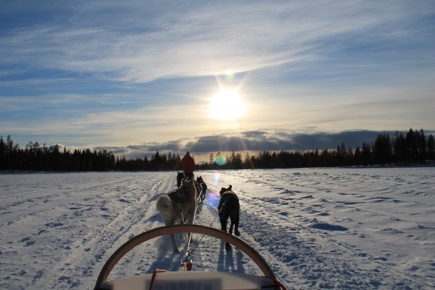 Sledehondentocht in Lapland