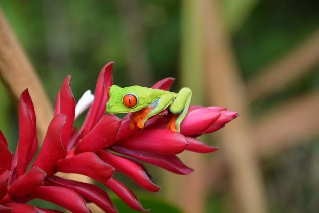 Red Eye Frog 