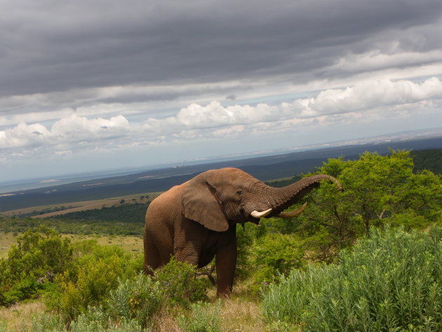 etende olifant onder een dreigende lucht