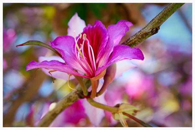 Prachtige roze magnolia