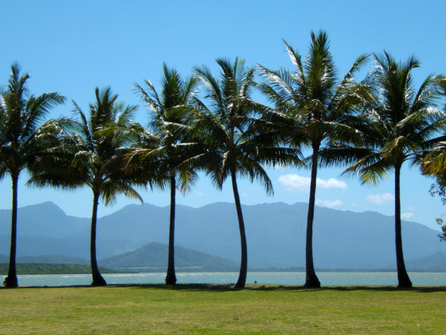 Palmen op een rij Port Douglas