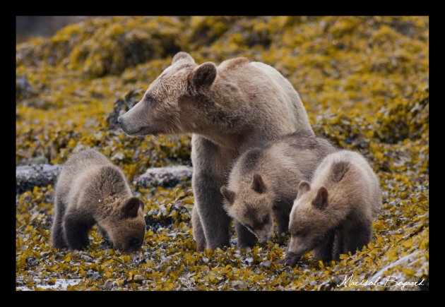 Grizzly moeder met jongen bij Knights Inlet