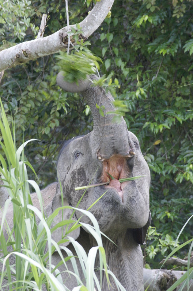 Dwergolifant op Borneo