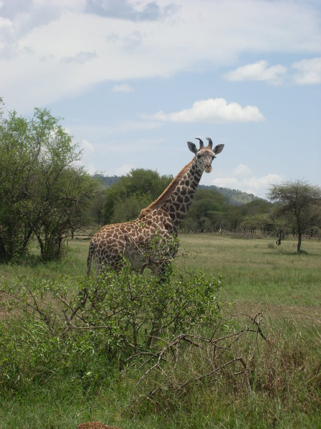 Baby Girafje