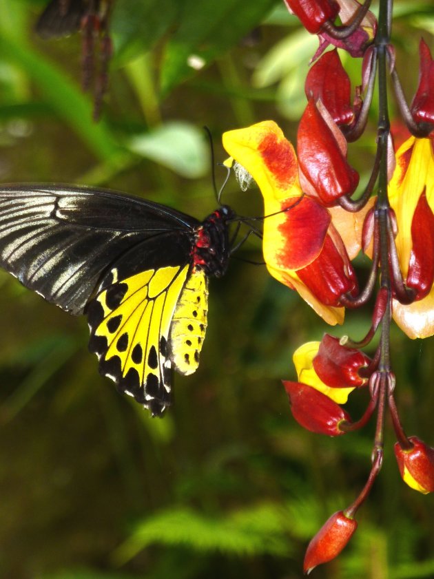 Kleurrijke bloem-vlinder combinatie 