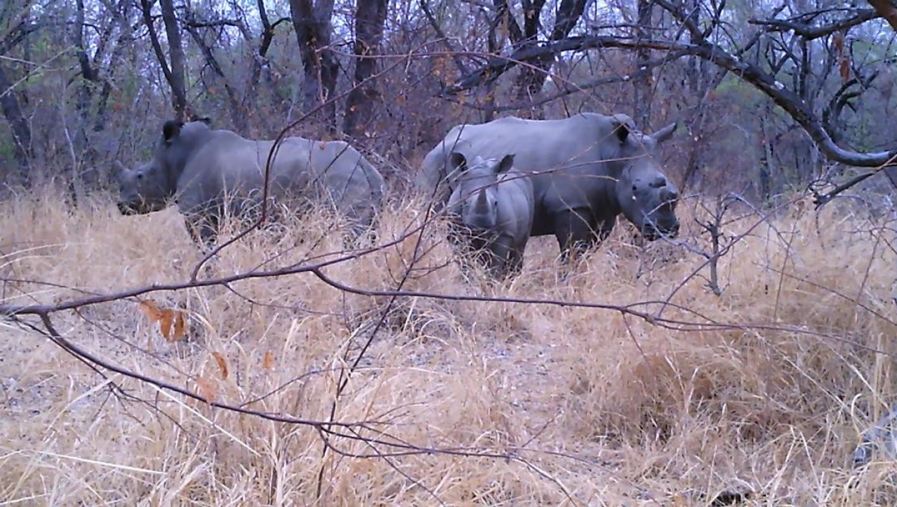 Neushoorns in Zimbabwe