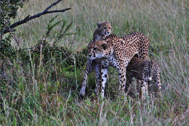 Familie  cheetah