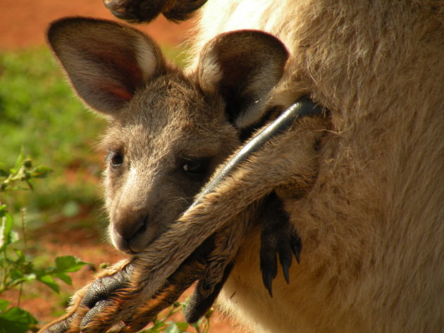 Baby kangaroe net iets te groot voor de buidel