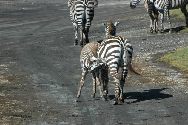 Drinkend zebra jong