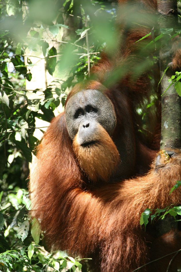 Orang oetan in het oerwoud van Sumatra