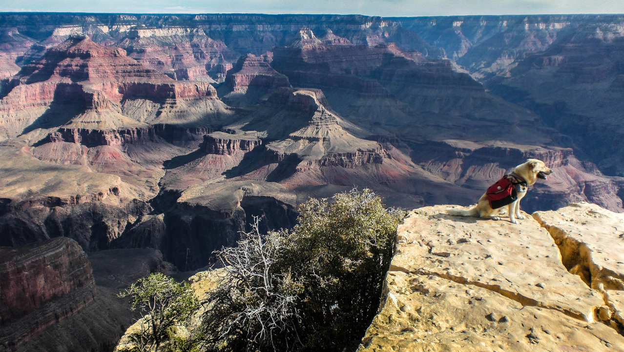 Redding nabij in Grand Canyon