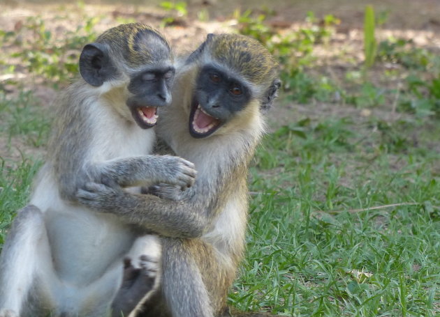 Lachende apen