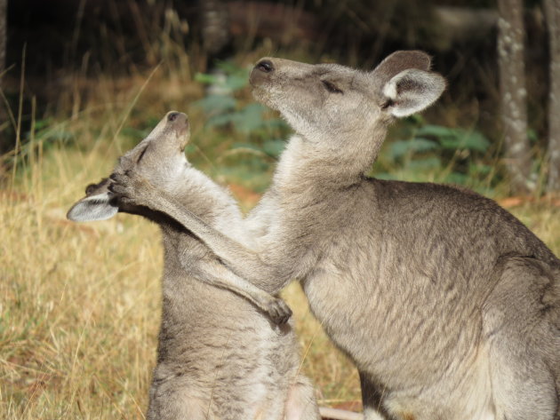 Kangaroo moeder en kind