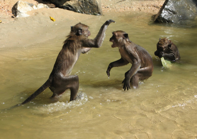 Vechtende apen
