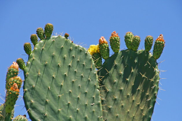 Giga cactus
