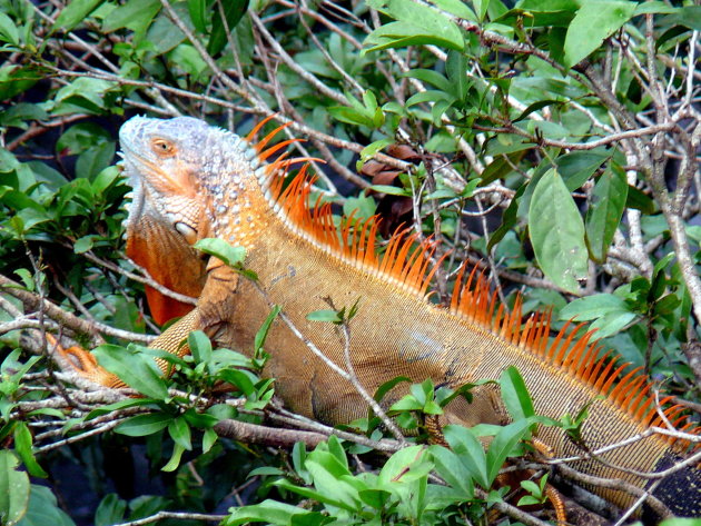 Oranje in Costa Rica