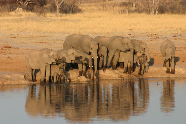 olifanten in Hwange