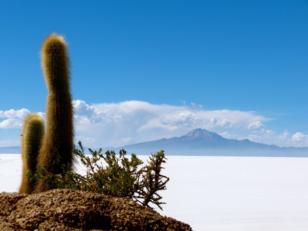 cactus in zoutwoestijn
