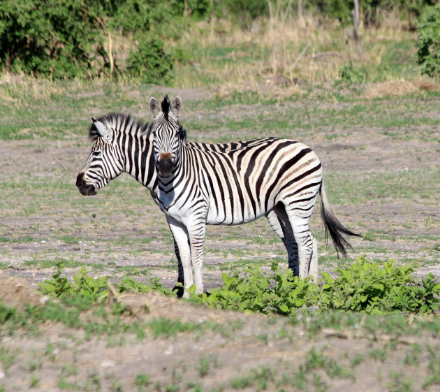 Zebra met 2 hoofden?