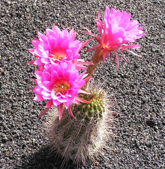bloeiende cactus 