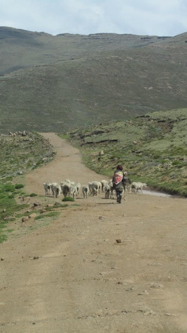 Schaapherder in Lesotho