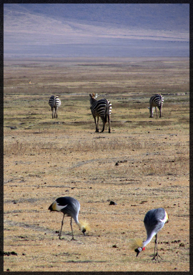 Kraanvogels en zebra's