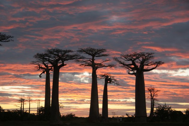 Sunset tussen de Baobabs