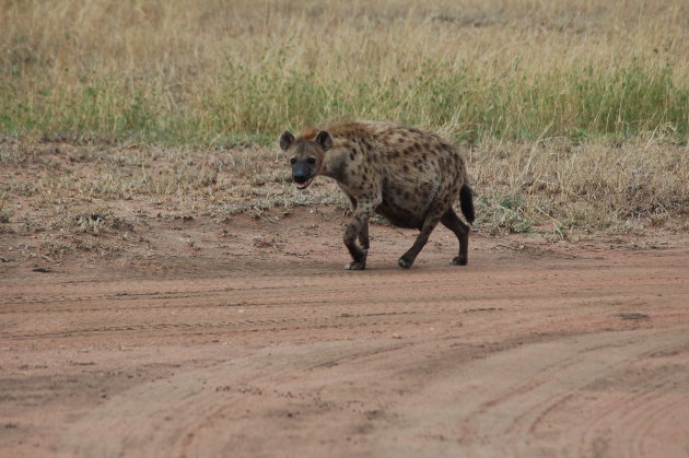 zwangere hyena