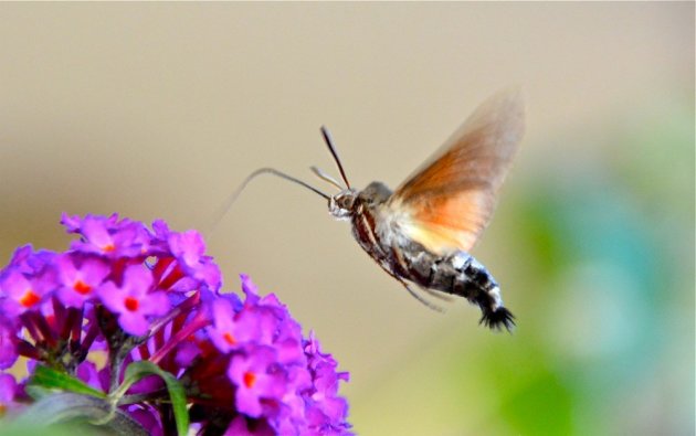 Een kolibrivlinder