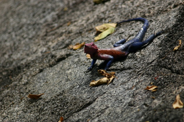 Gekleurde Lizard 