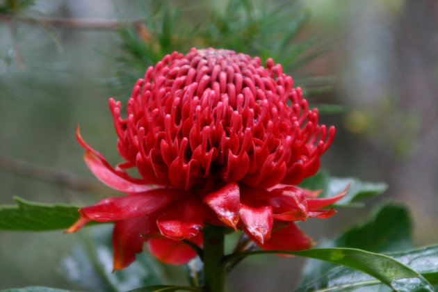 Waratah, New South Wales State bloem